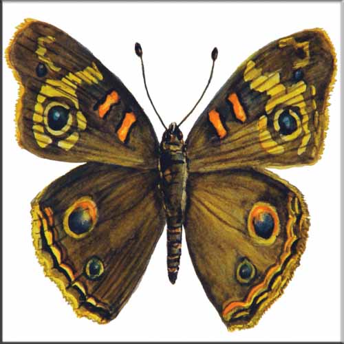 JR-Buckeye Butterfly – Accent Tile