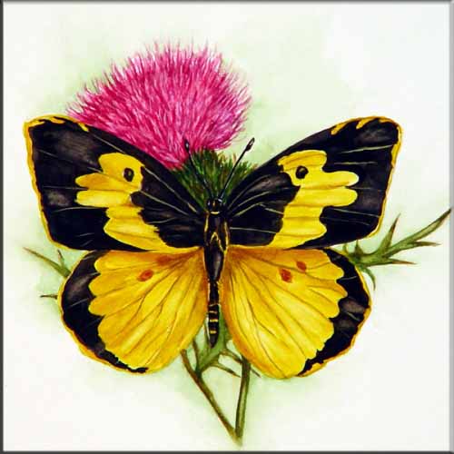 JR-Dogface Butterfly on Thistle – Accent Tile