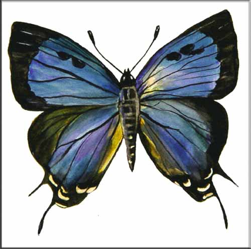 JR-Great Purple Hairstreak Butterfly – Accent Tile