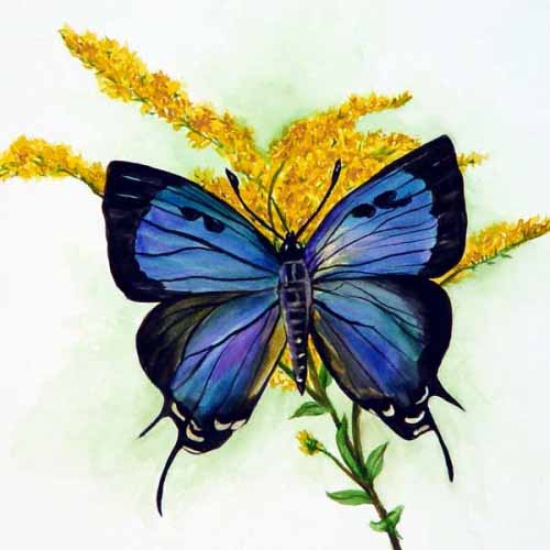 JR-Purple Hairstreak Butterfly on Goldenrod – Accent Tile