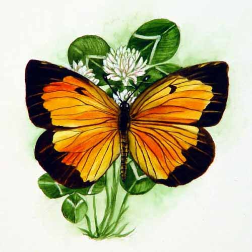 JR-Sleepy Orange Butterfly on Clover – Accent Tile