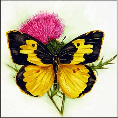 Dogface Butterfly on Thistle – Porcelain Tile Mural