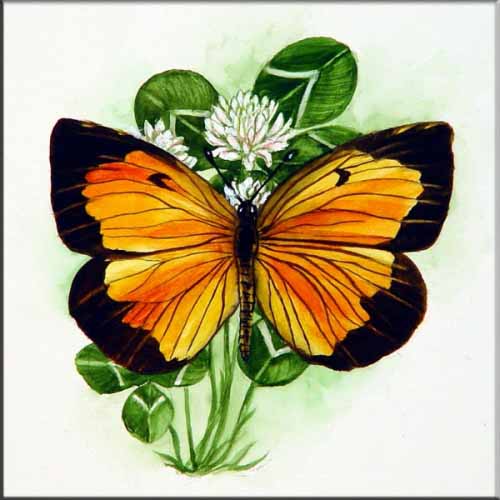 Sleepy Orange Butterfly on Clover – Porcelain Tile Mural