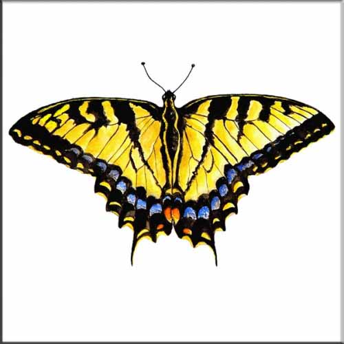 Single Tiger Swallowtail Butterfly – Affordable Tile Mural