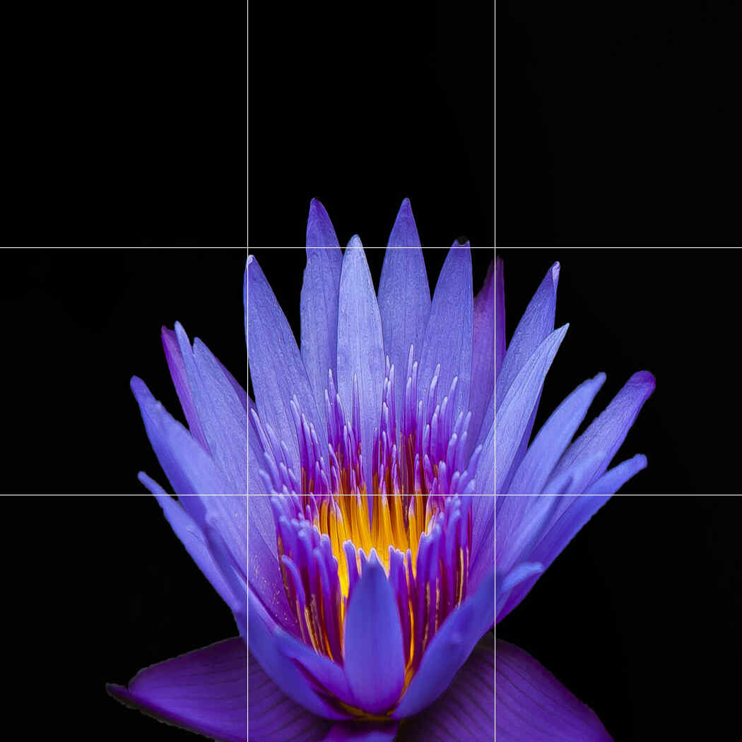 Violet Lotus Passion – Affordable Tile Mural